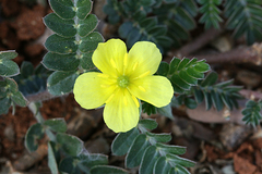 Tribulus lanuginosus